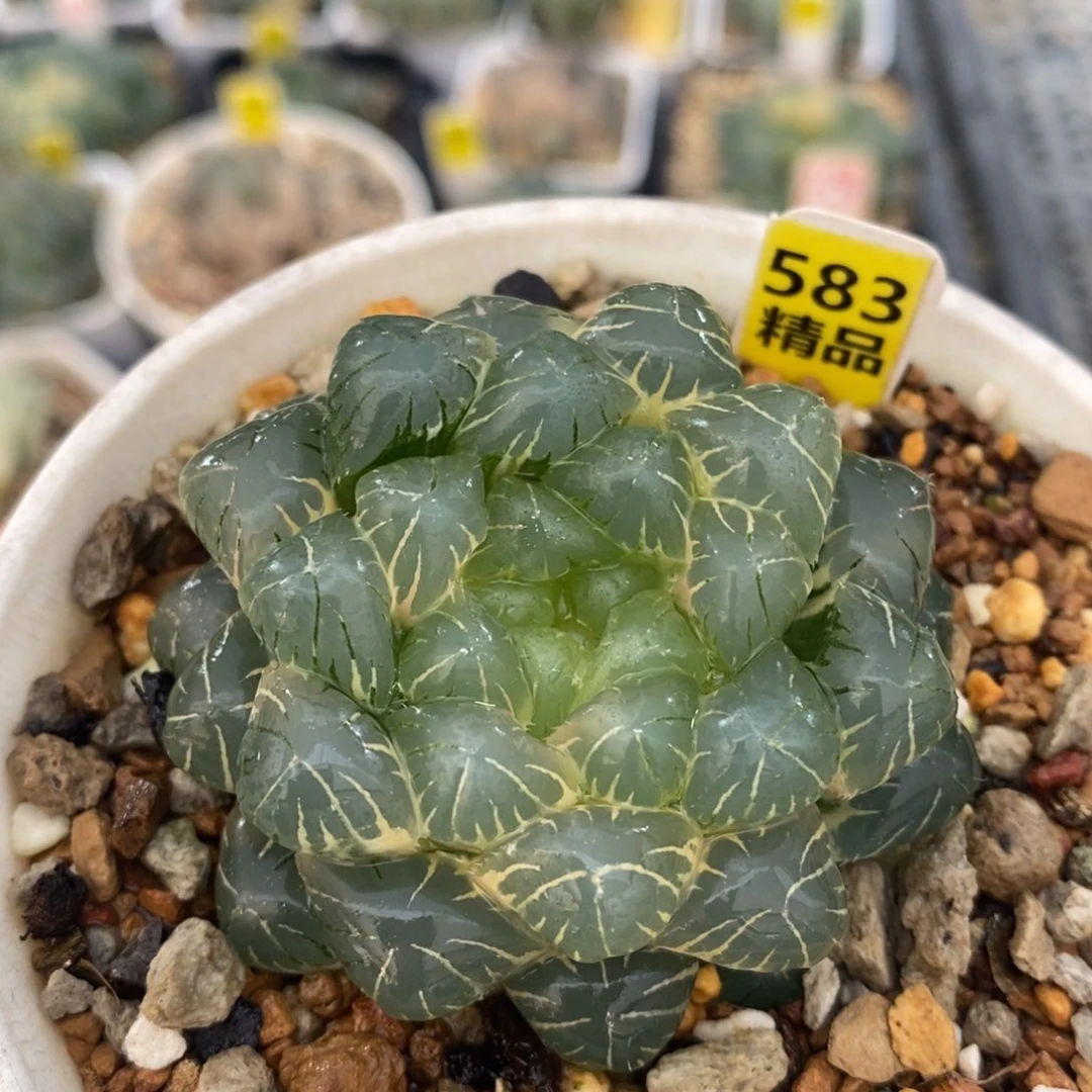 583实生玉露十二卷多肉植物