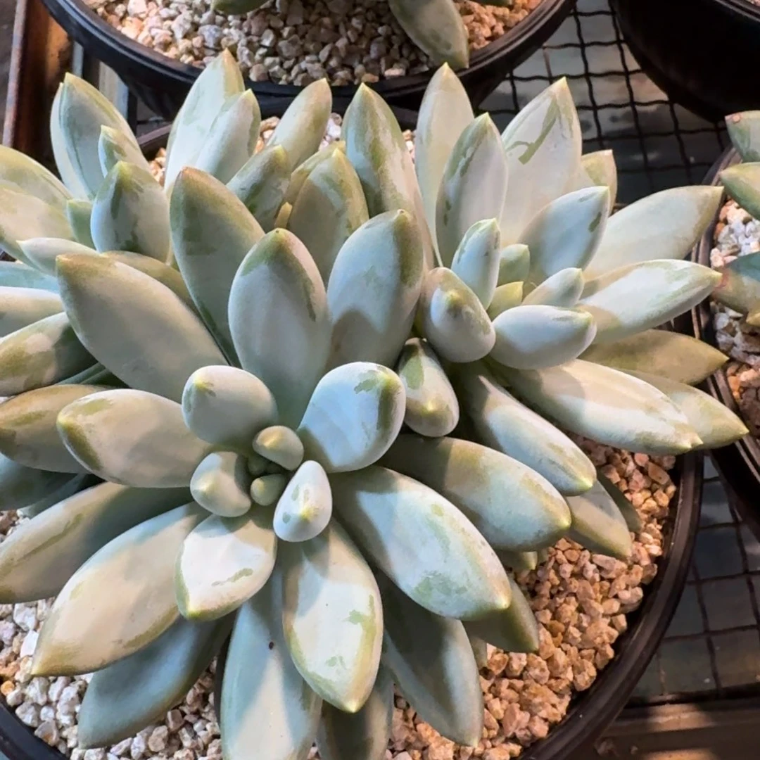 多肉植物哥特萝莉