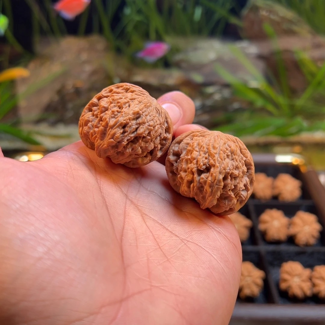 文玩核桃把件唐狮异形37 37.5 31.6