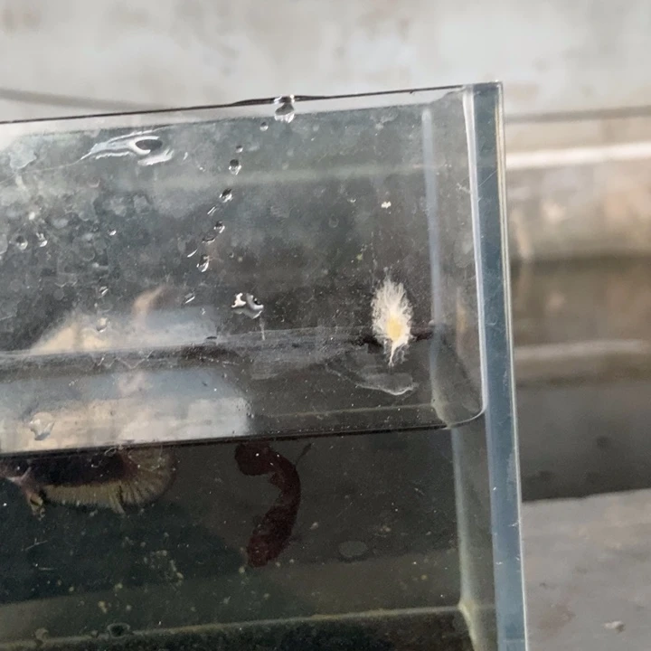 斗鱼包活不包损所见即所得112
