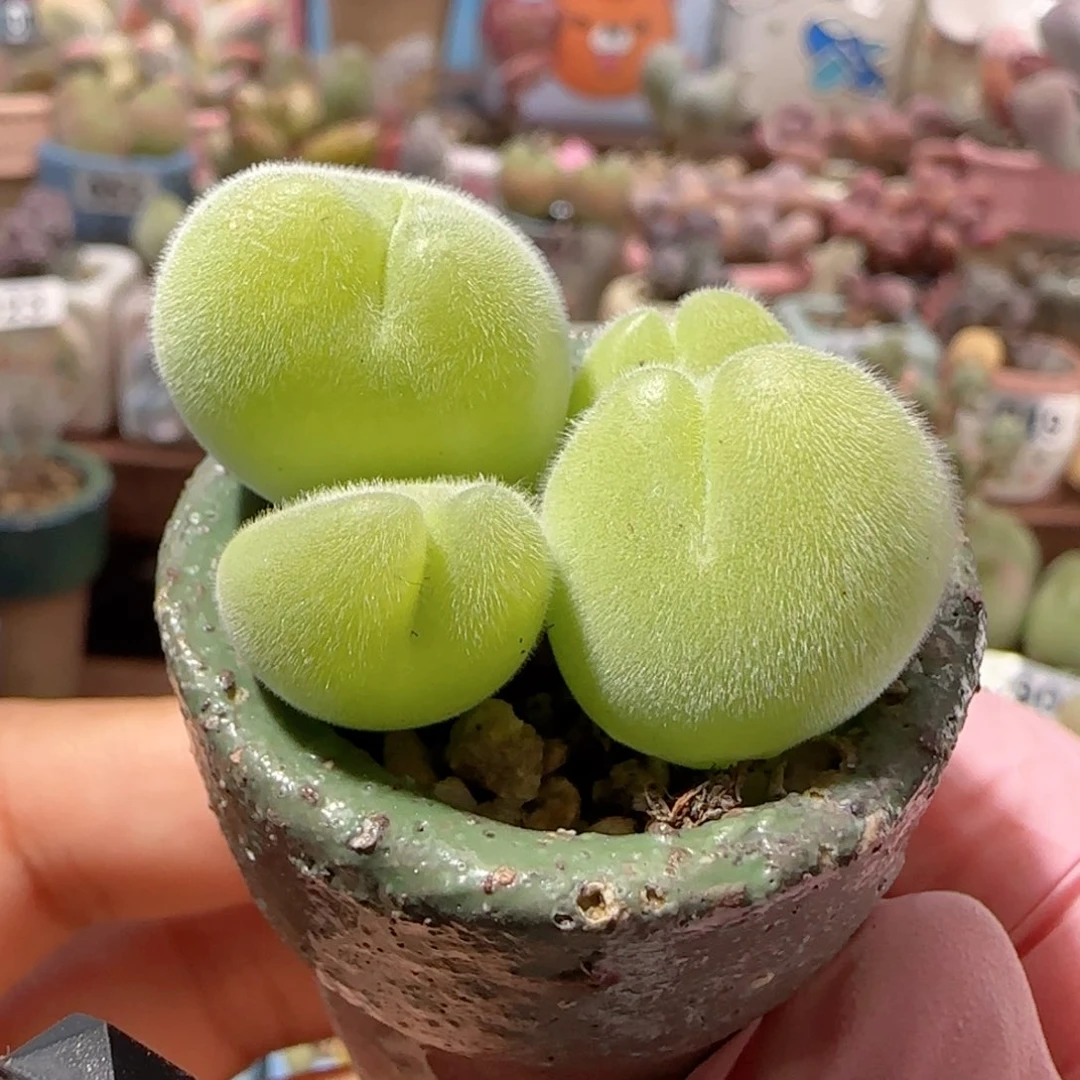T毛翠滴盆口2.5cm