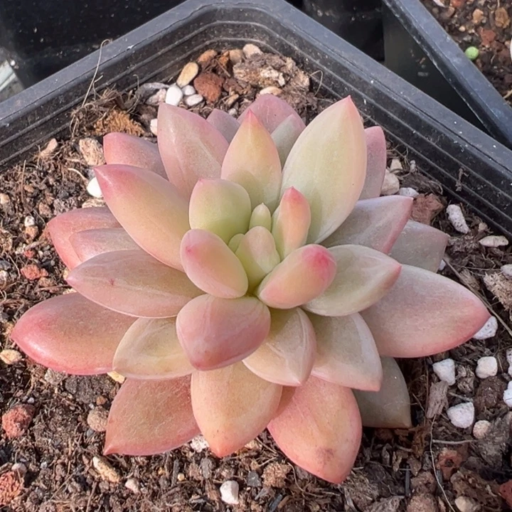 红蜻蜓锦一物一拍锦龙