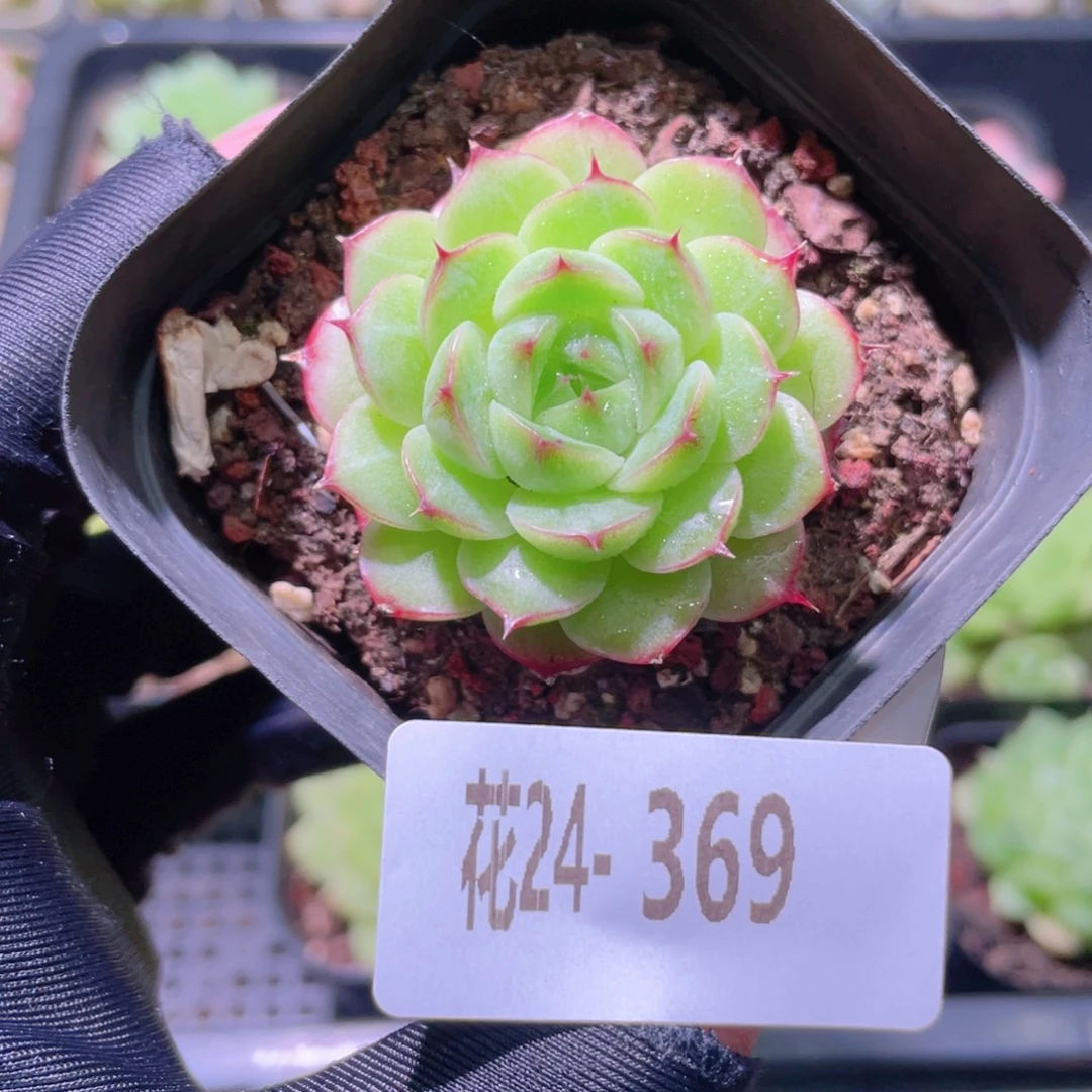 花利美24-369海王