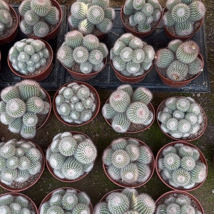 红芙蓉 随机一棵。