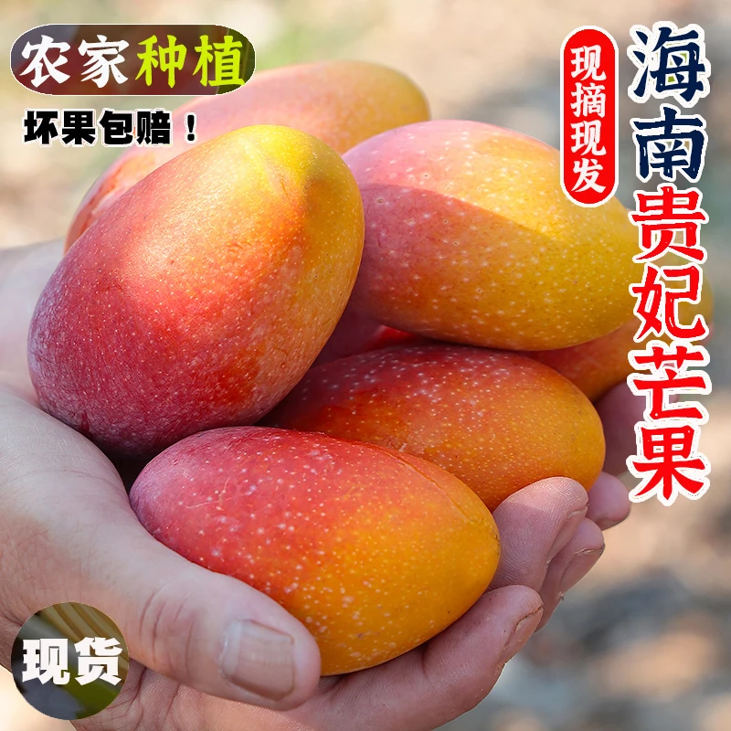 S【放软后吃】海南贵妃芒果5-10斤新鲜应当季热带水果大芒果红金龙2
