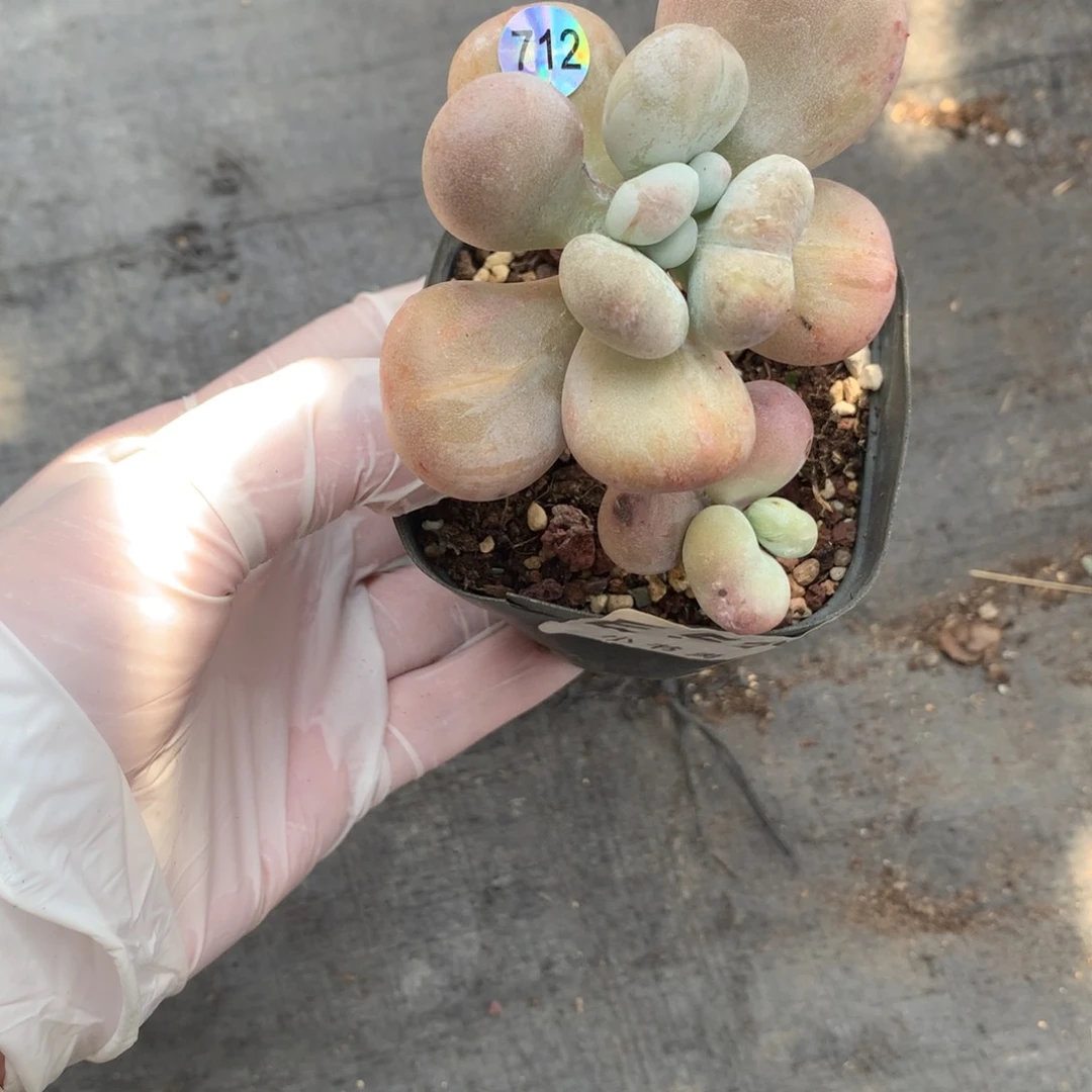 双头黄油油煎奶酪多肉712