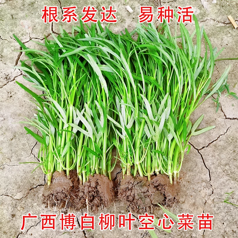 广西博白空心菜苗带根通菜苗柳叶小叶盆栽四季种植蔬菜种子籽三叉