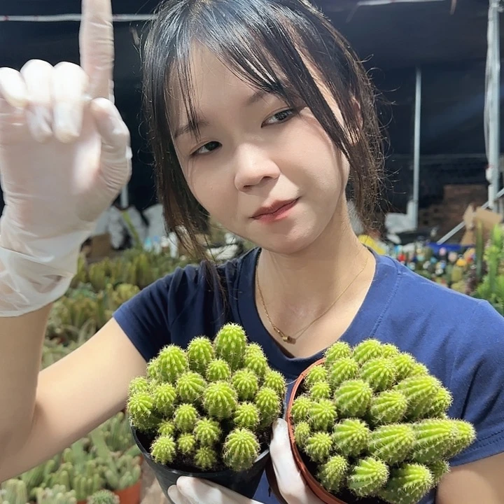 黄色羽毛（掉头掉崽不售后）