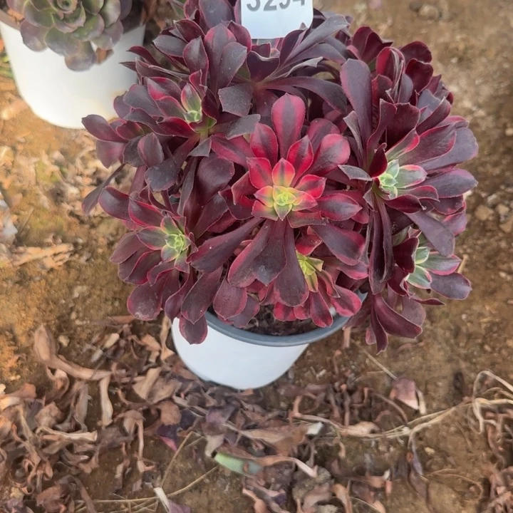 3294 清棚处理不包断枝