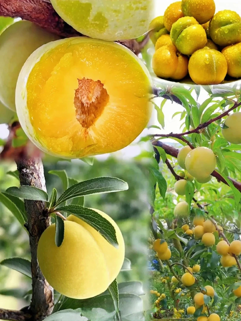 正宗贵州六马蜂糖李