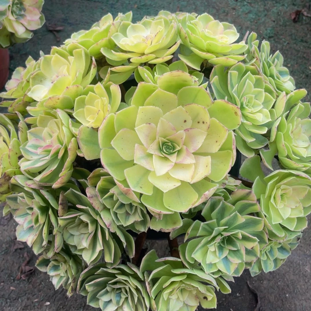 862轮回精品法师老桩