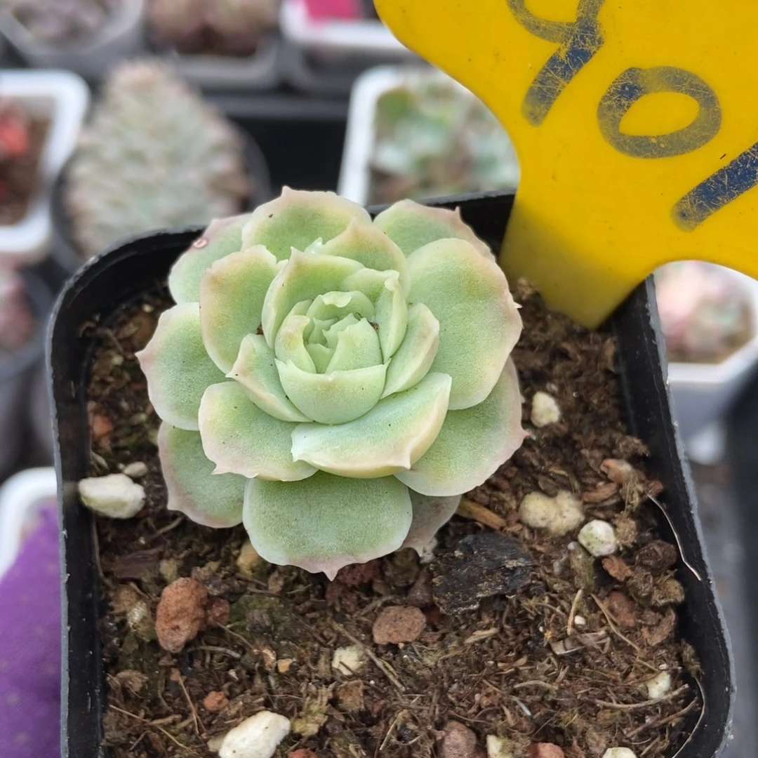 901虾饺多肉植物多肉