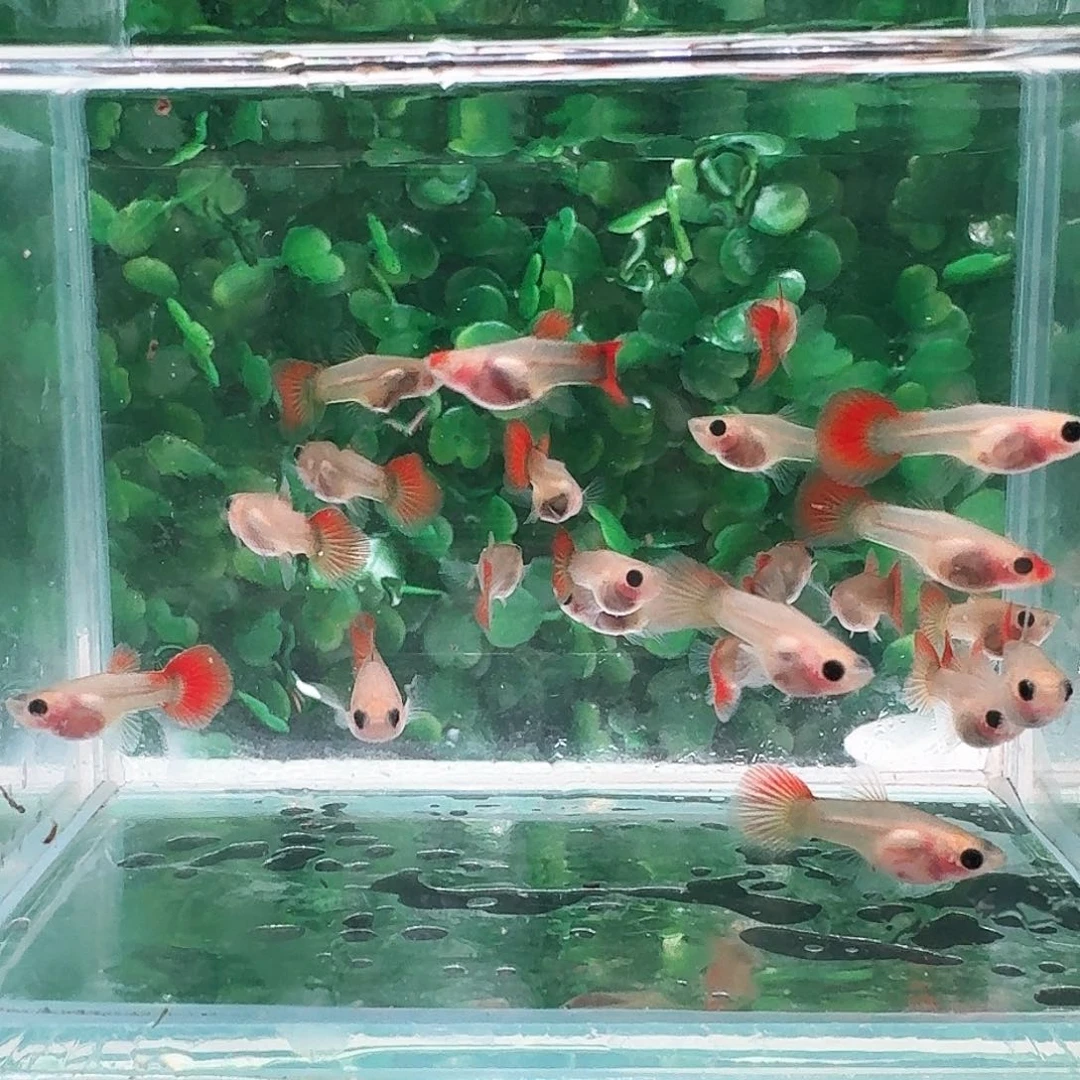 孔雀鱼红礼服黄金玻璃猫3对