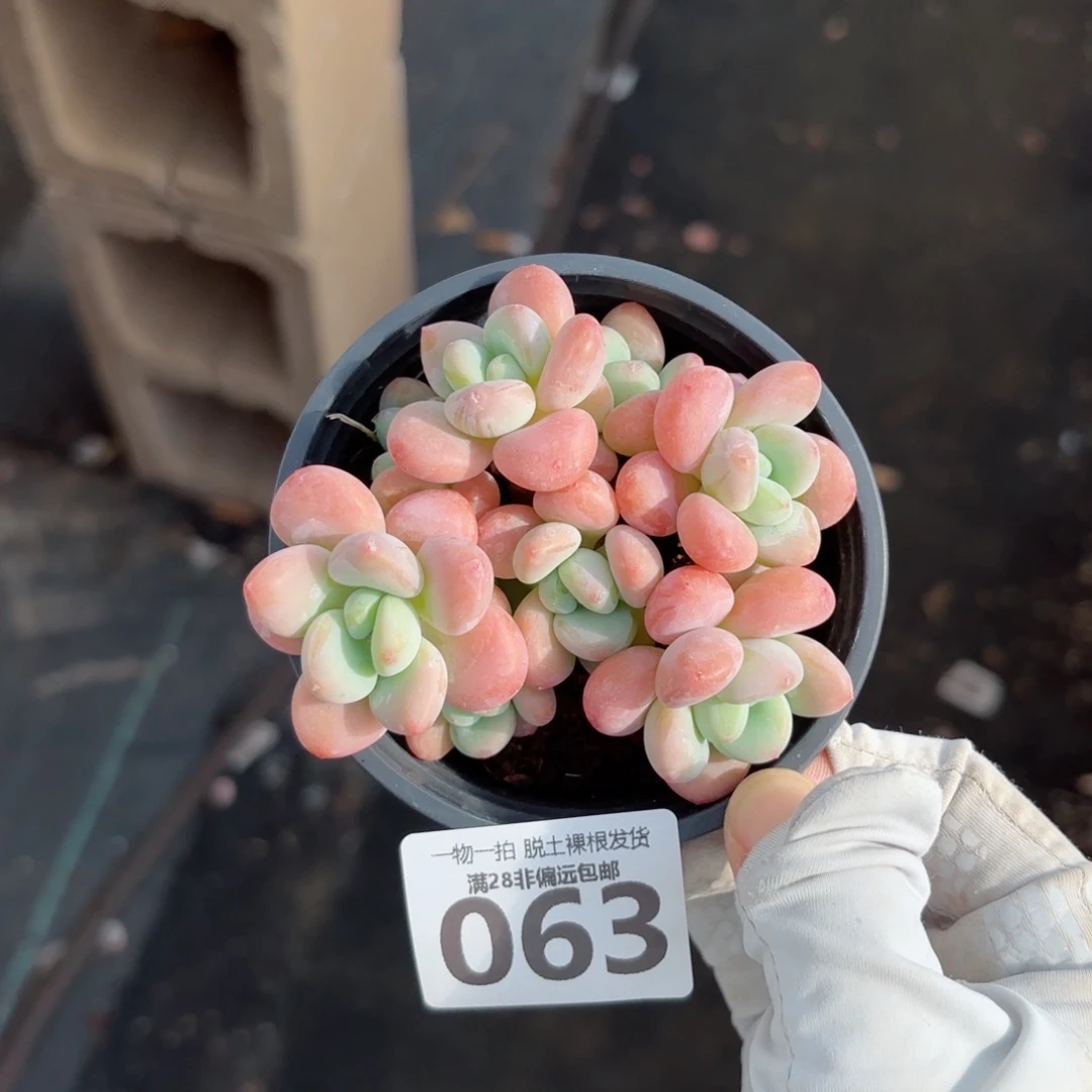 橘子洛神无盆土发货