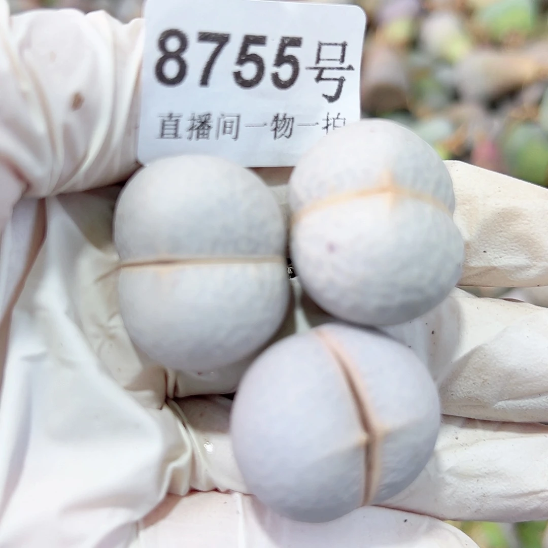 8755四年高尔夫三个2.5cm左右