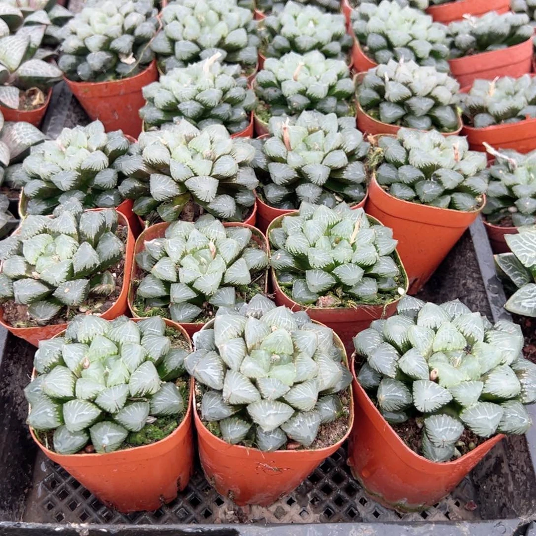 糯米玉露多肉植物一颗