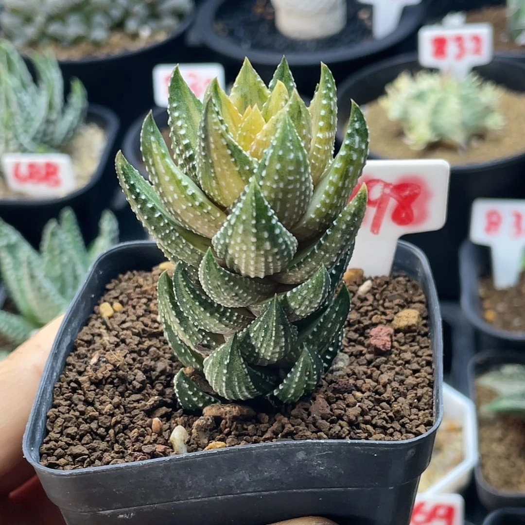 小***7实生丸叶九轮塔锦专拍仙人球