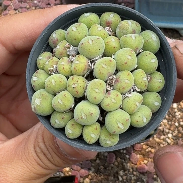 屿*·小口笛花福利组合福利