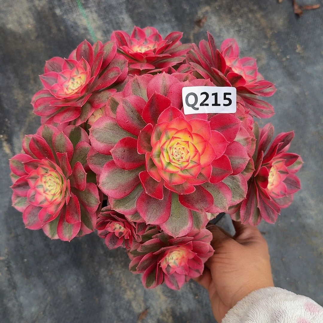 215倾城44冠服22左右