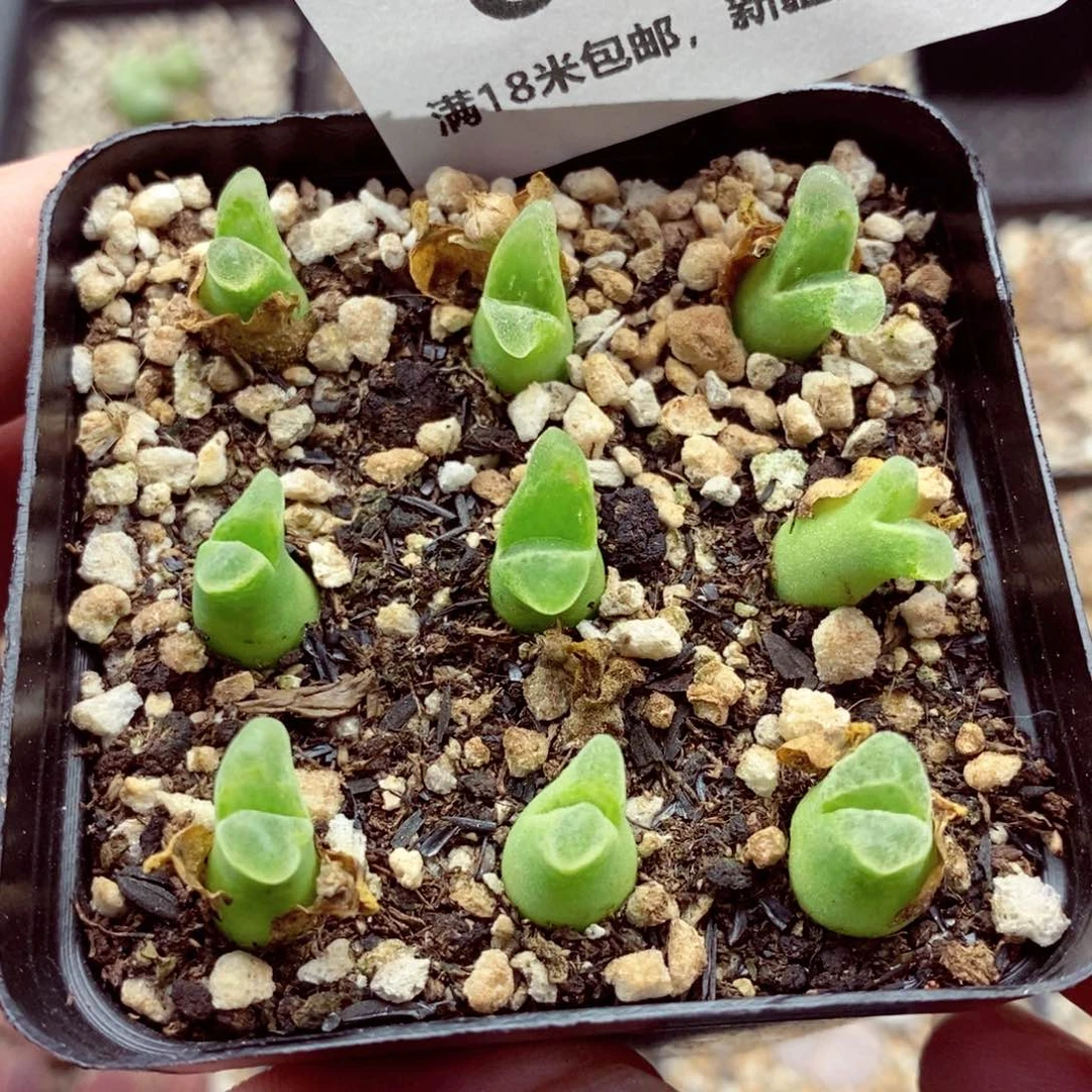 6043。