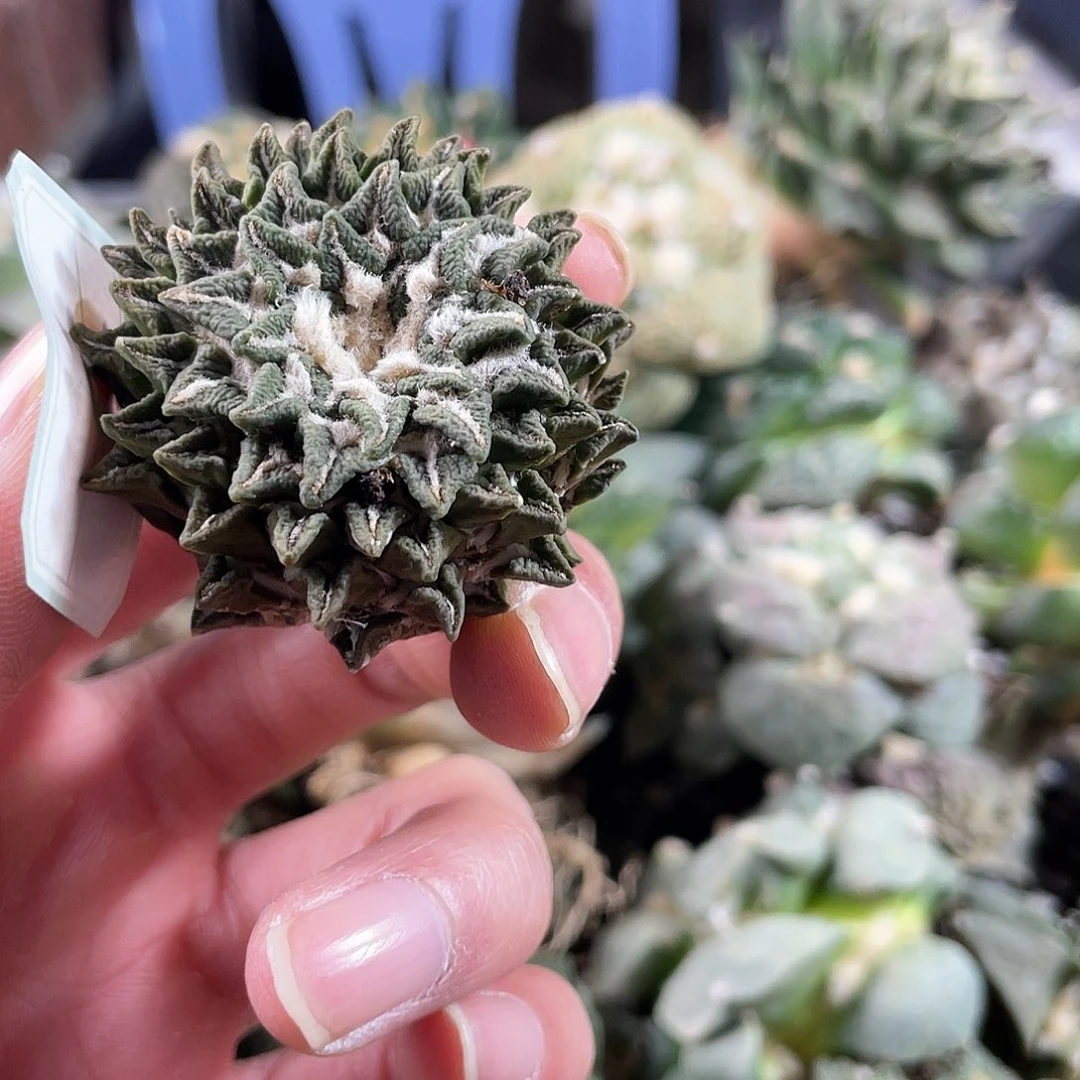 22号无根姬牡丹111