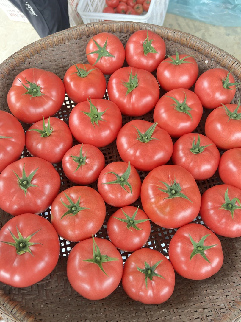 【京东包邮】长阳高山自然成熟沙瓤西红柿新鲜采摘酸甜多汁可当水果