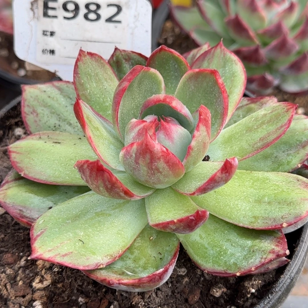 惊鸿一物一拍包装收缩花旱982