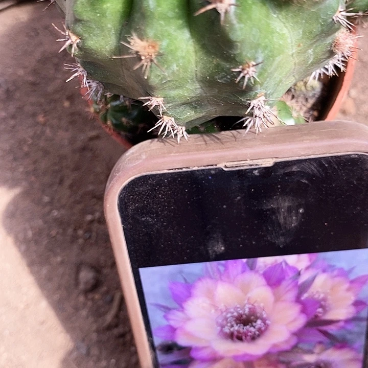 极光，丽花5公分左右