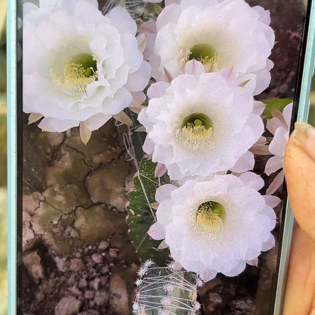 冰美人无根侧牙三公分多39