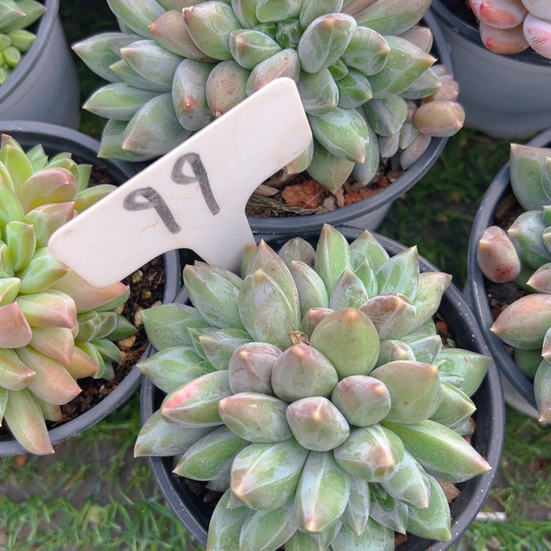 纱*福利来啦打榜啦打榜