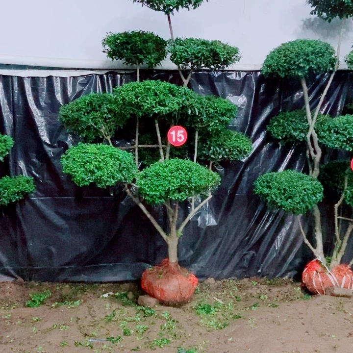 不开花植物一物一图一物一拍