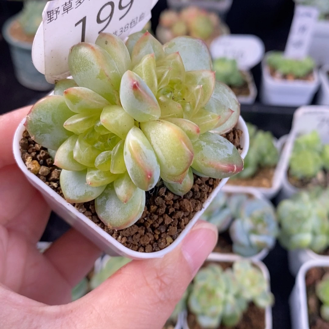 甜心460双头一颗199号