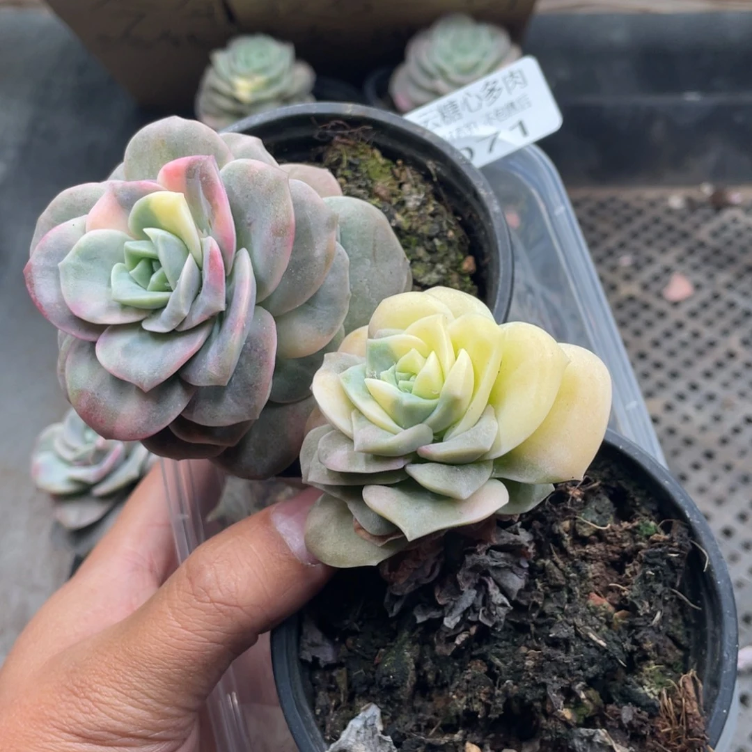 云糖心多肉植物71