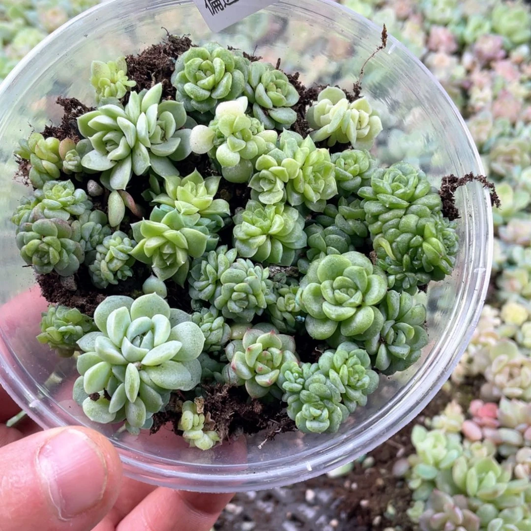 金桔一物一拍015mmm