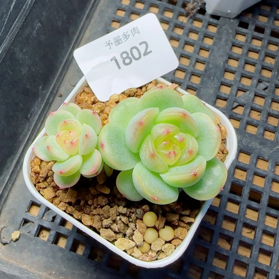 新品珍妮，1802多肉植物