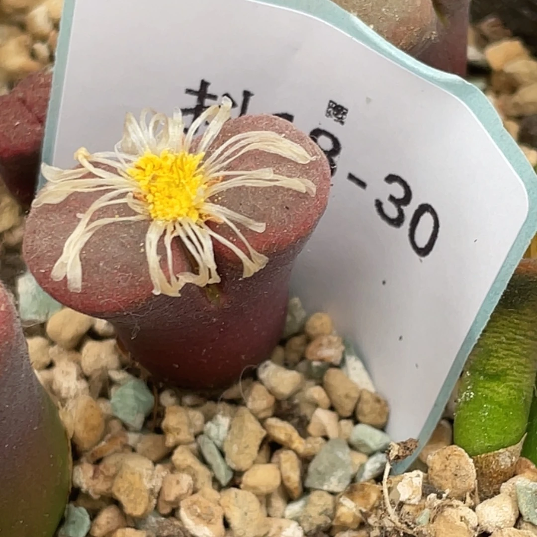 王***）18-30肉锥多肉植物