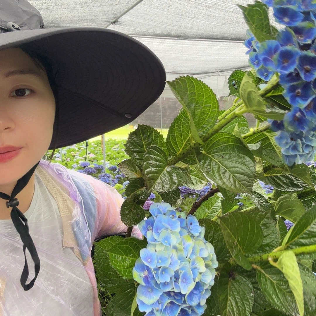 魔幻夏洛特2加B级苗蓝色量拍发货
