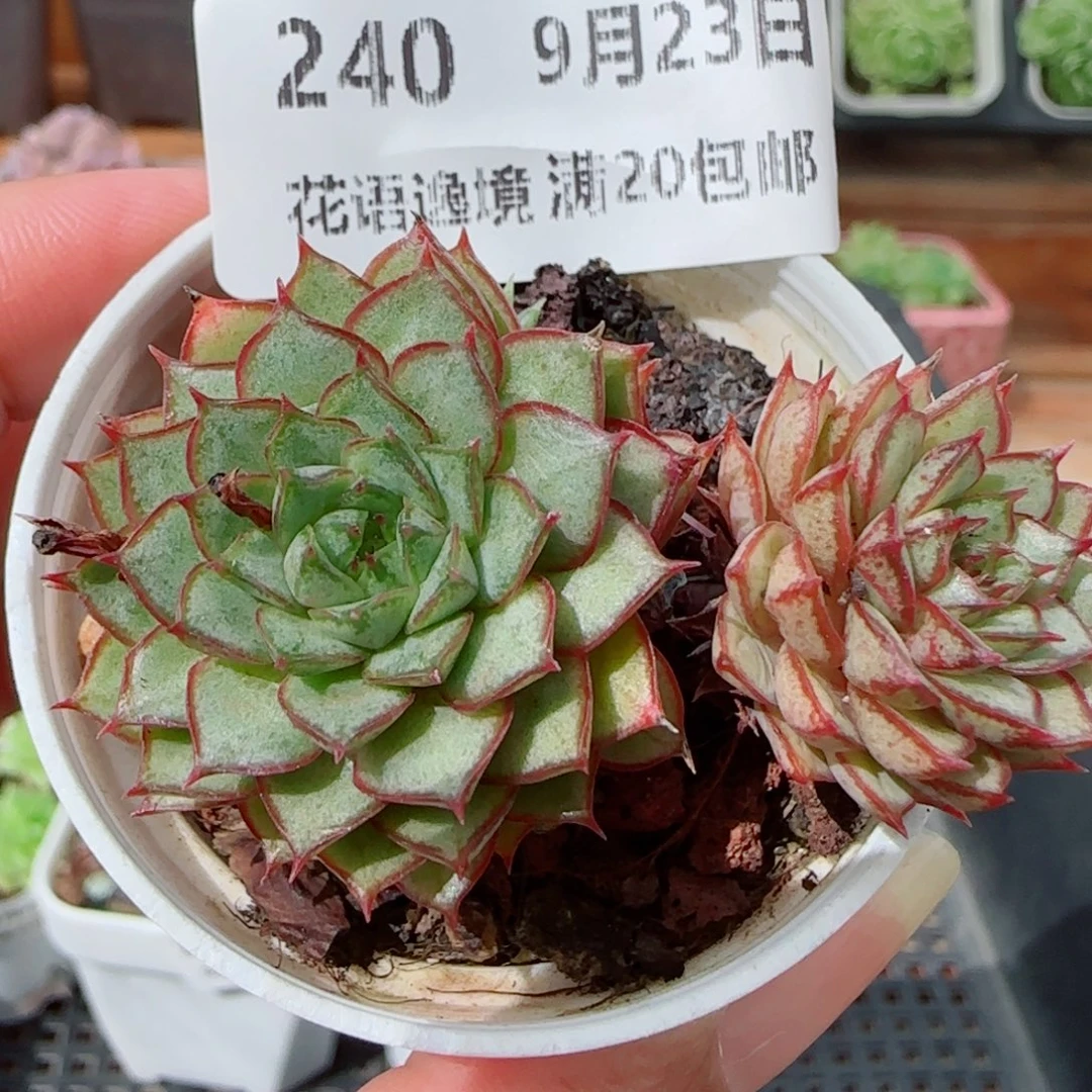 花语逸镜0923-240日论