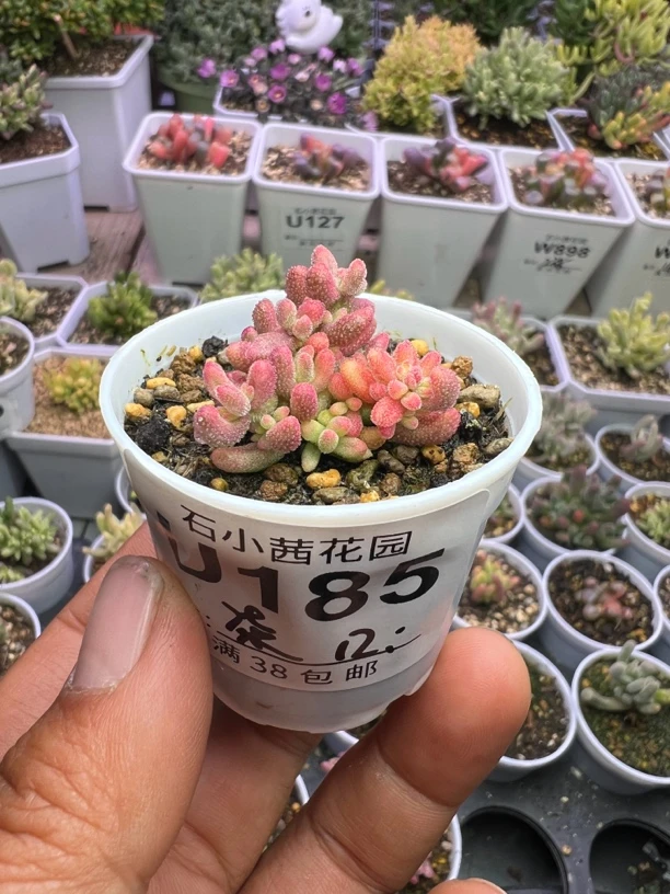 多肉植物枝干番杏红宝石锦