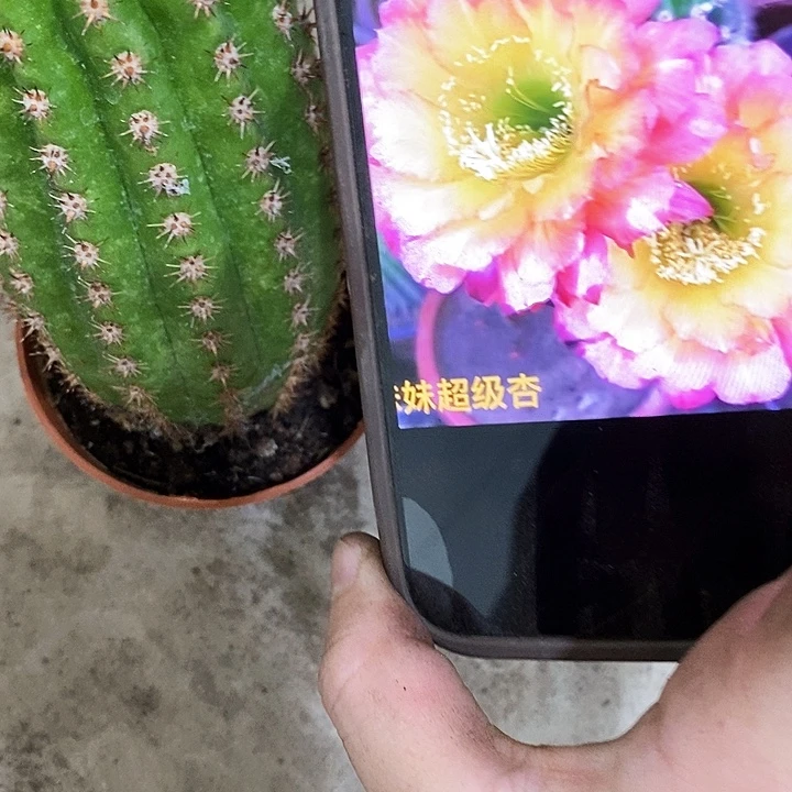 妹妹毛花，25899000