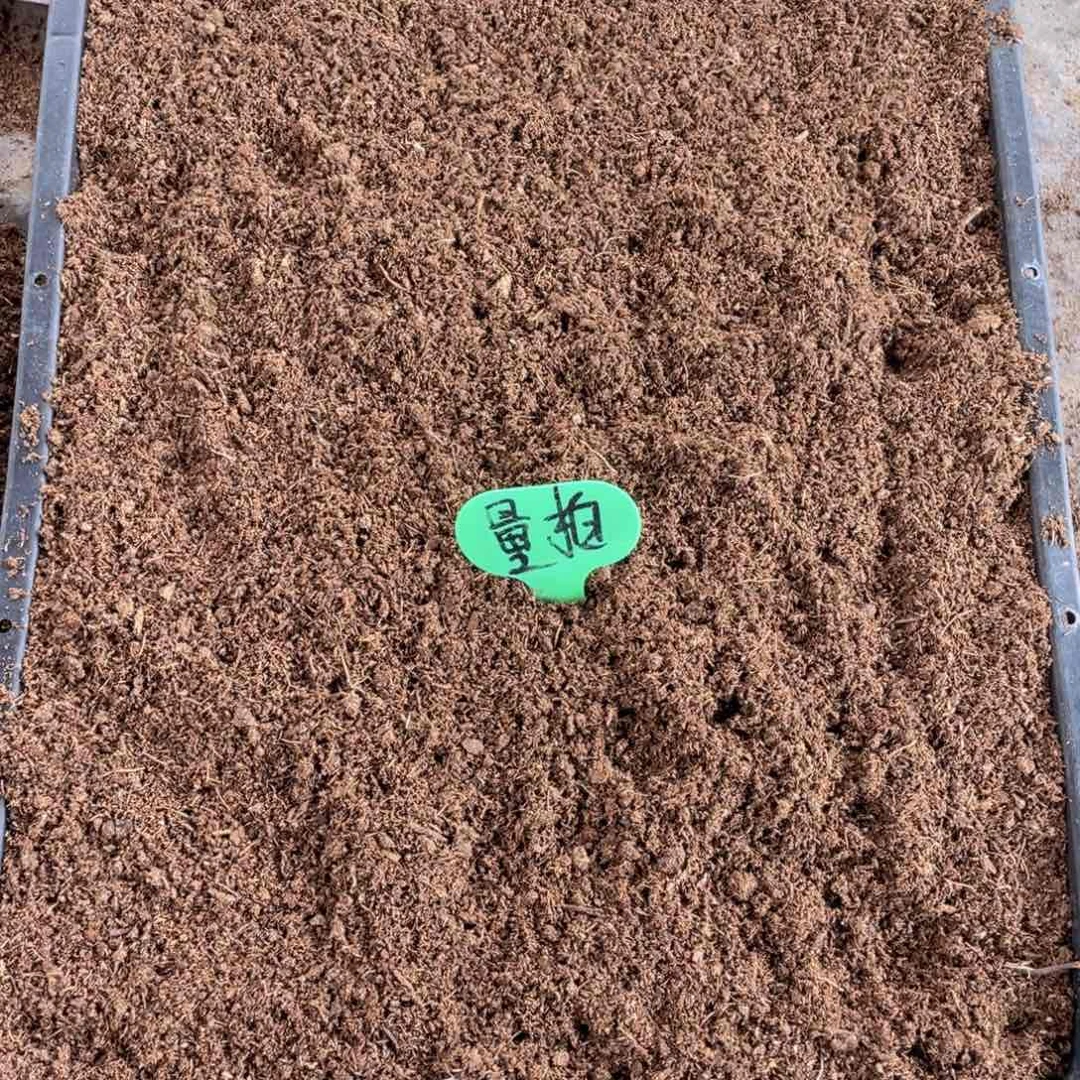 多肉量拍土一筐661