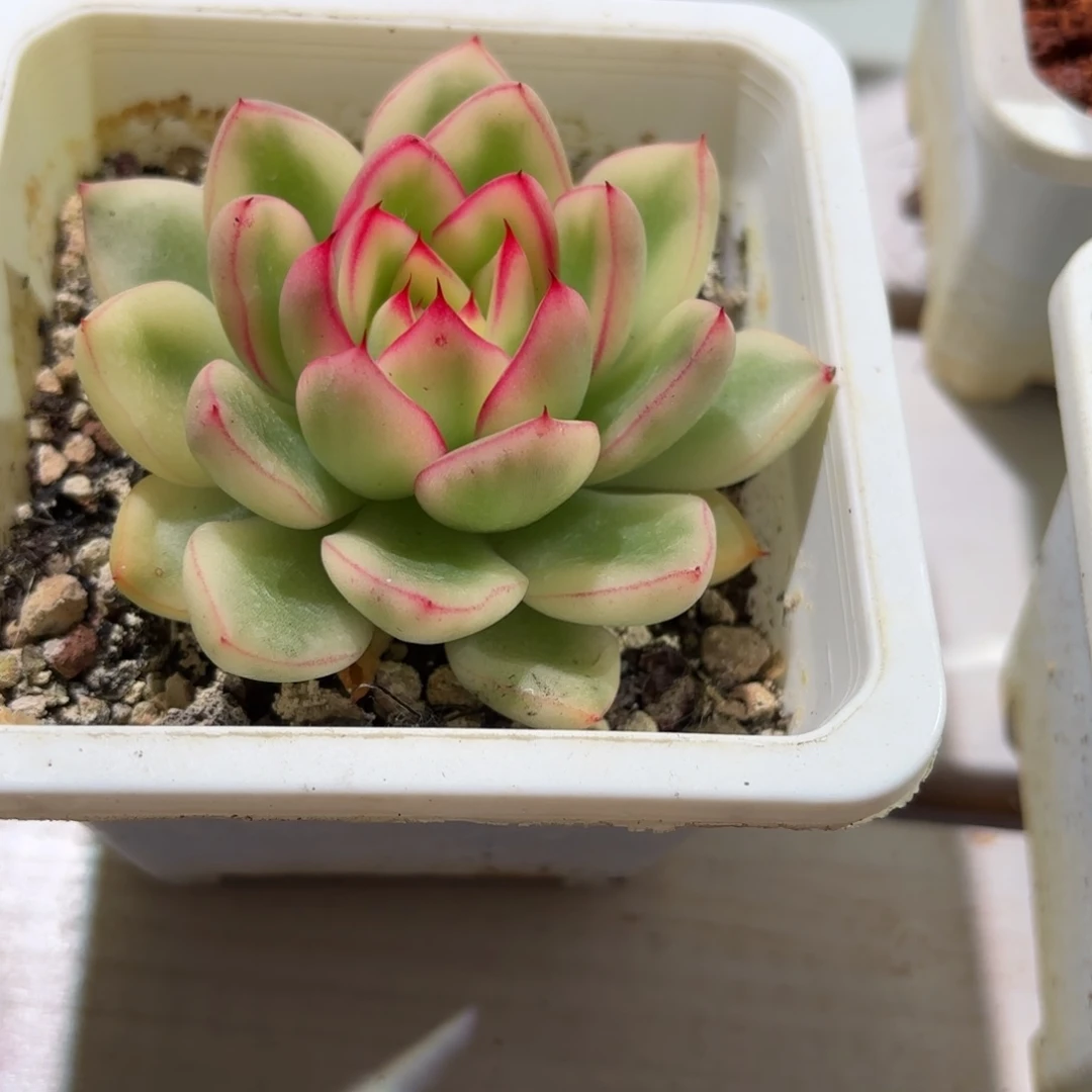 阿斯娜锦多肉植物