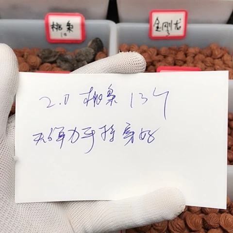 落***水桃核吊坠龙纹桃核的搭配