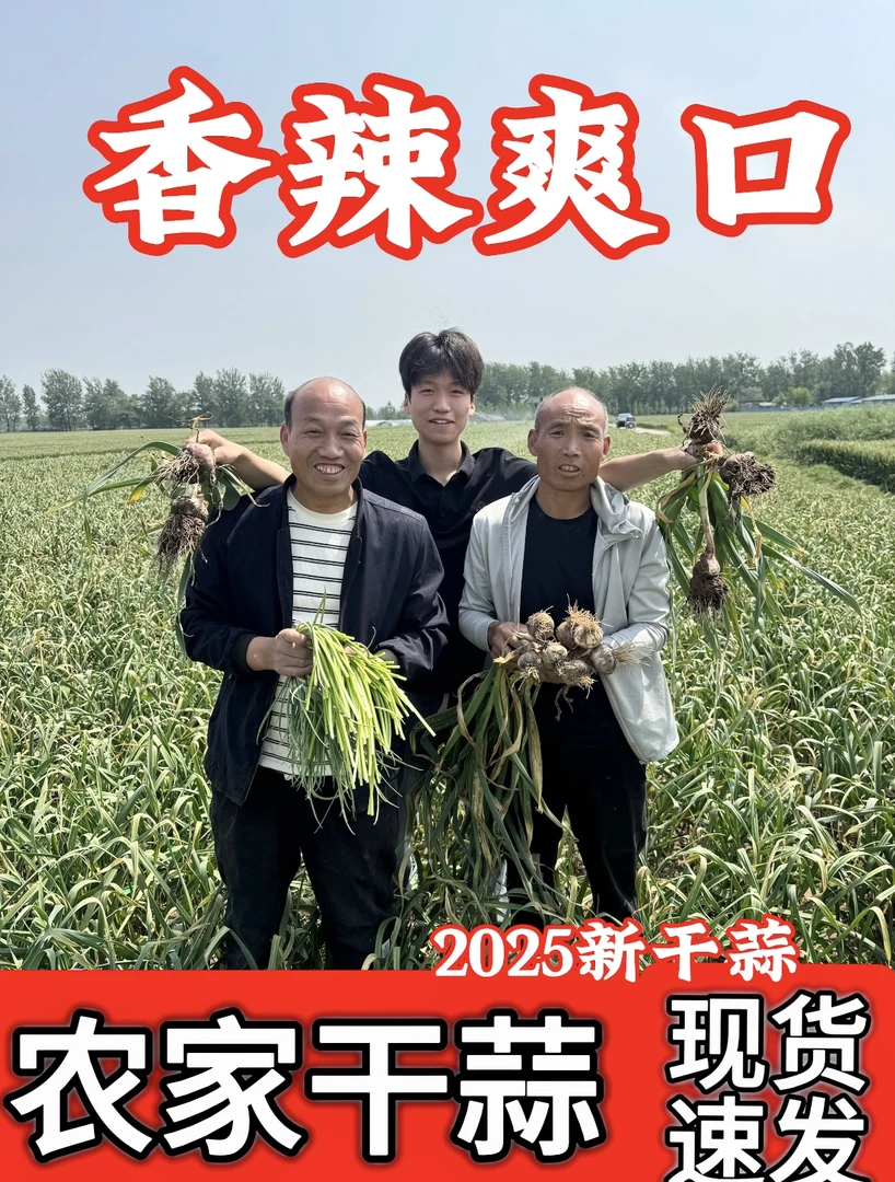 2025蒜农直销紫白皮全干蒜头