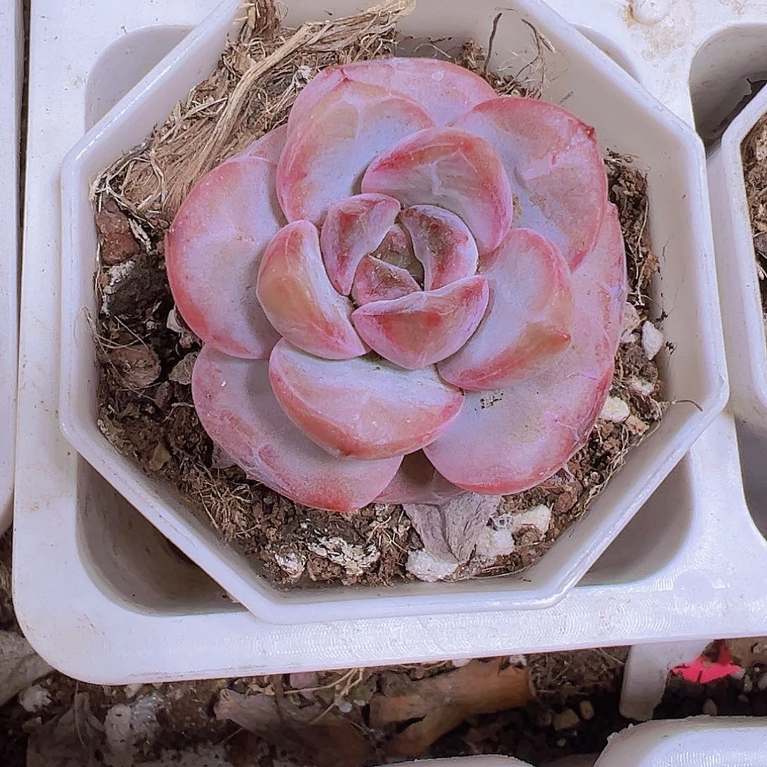 漫漫雪19包油多肉植物