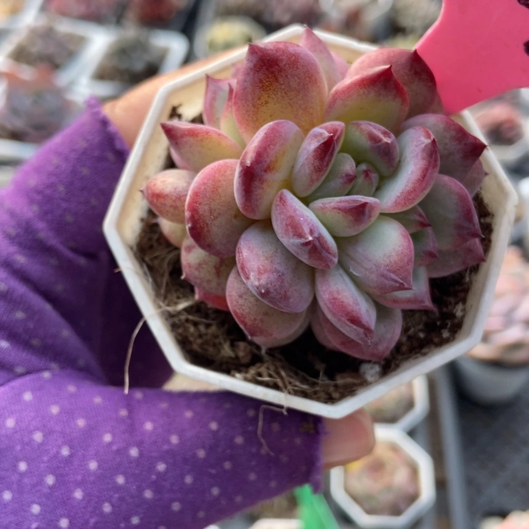 743夜魔侠多肉植物