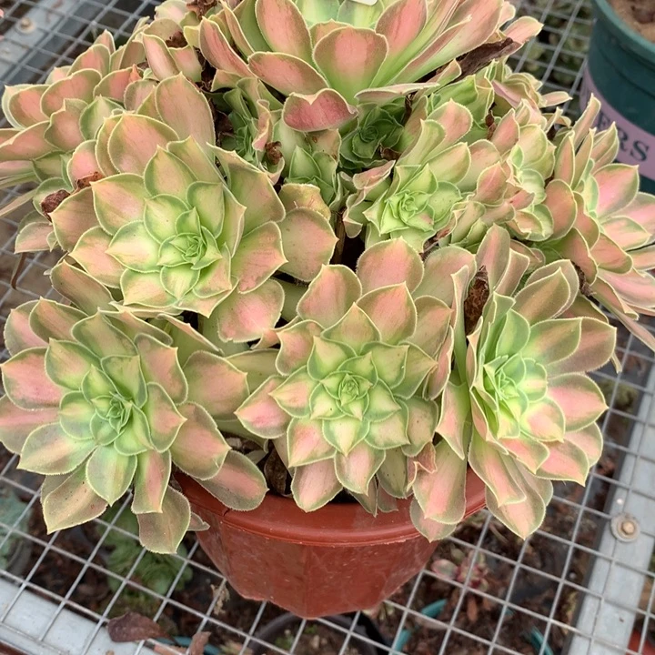409韶华多肉植物特价