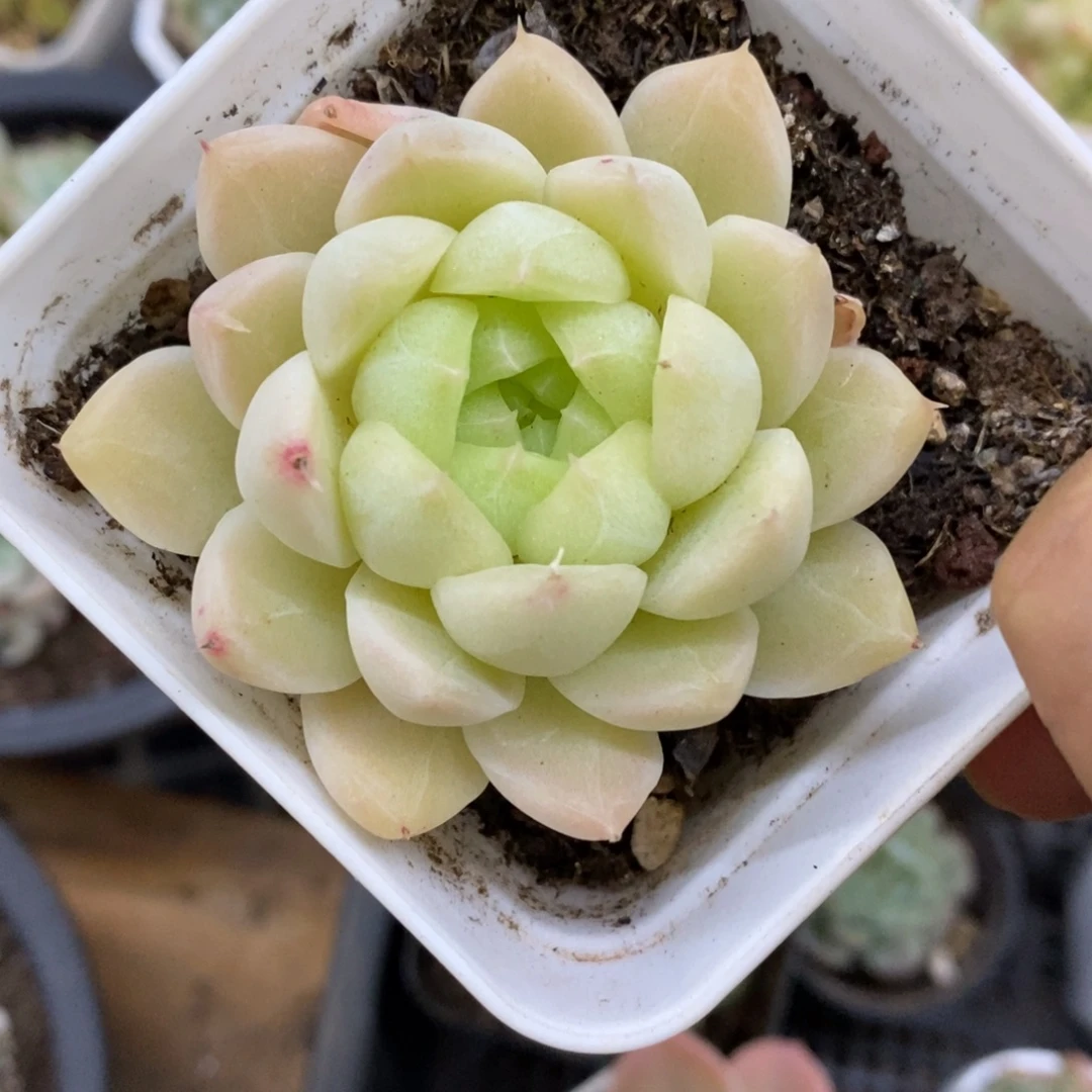 精品多肉一物一拍不包整284
