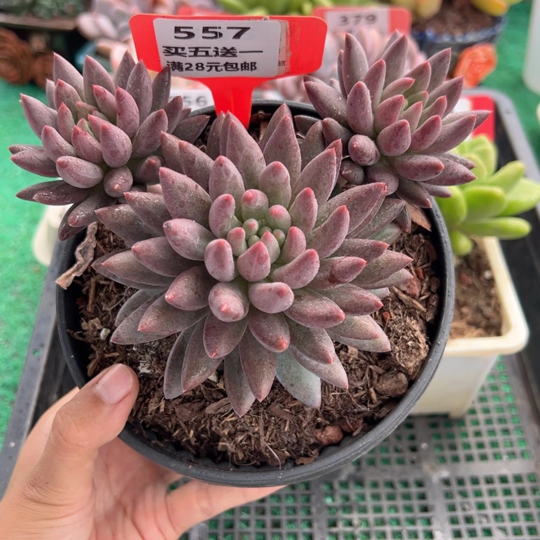 表妹精品多肉植物557.