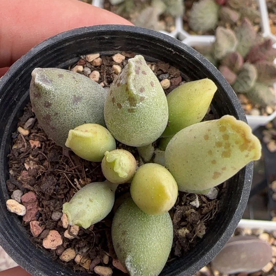 黄金海豹水泡多肉植物